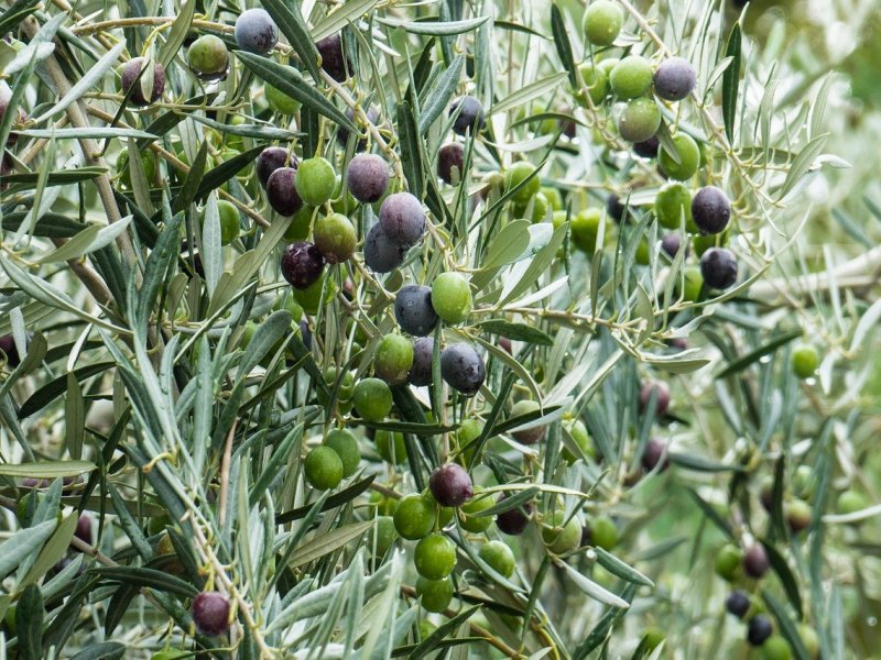 Mala škola maslinarstva u Pakoštanima